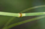 Threeflower melicgrass